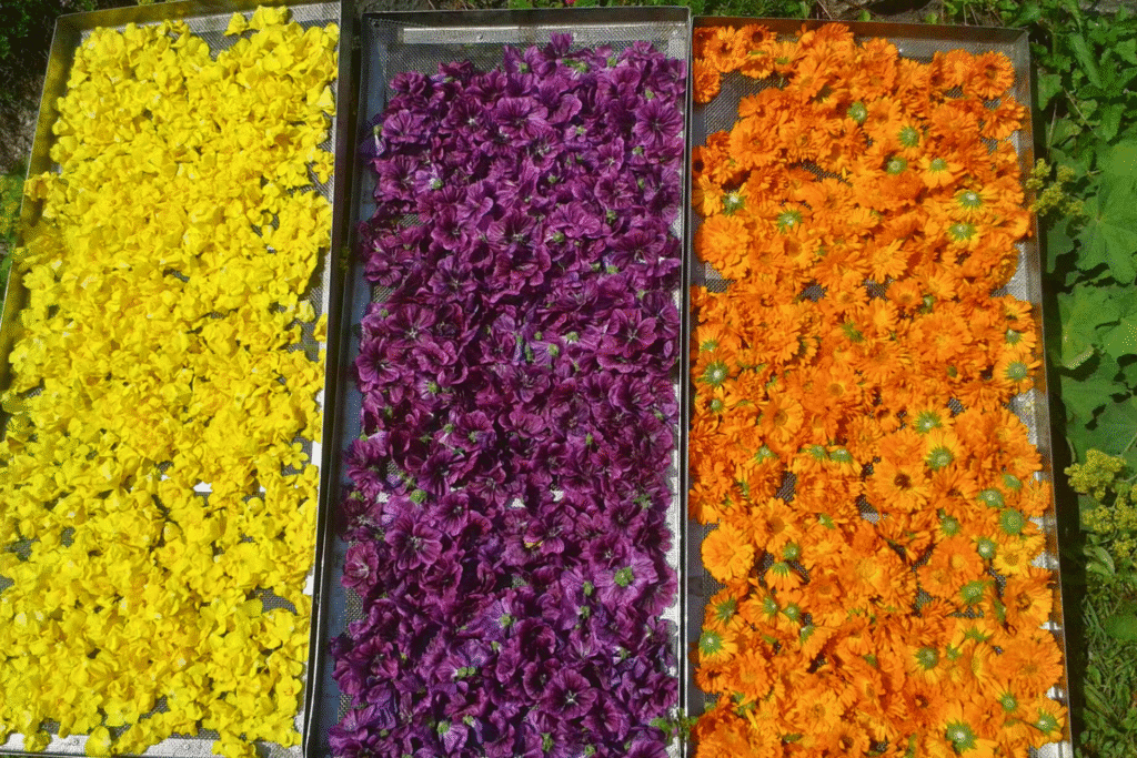 Energiatalu_ravimtaimed