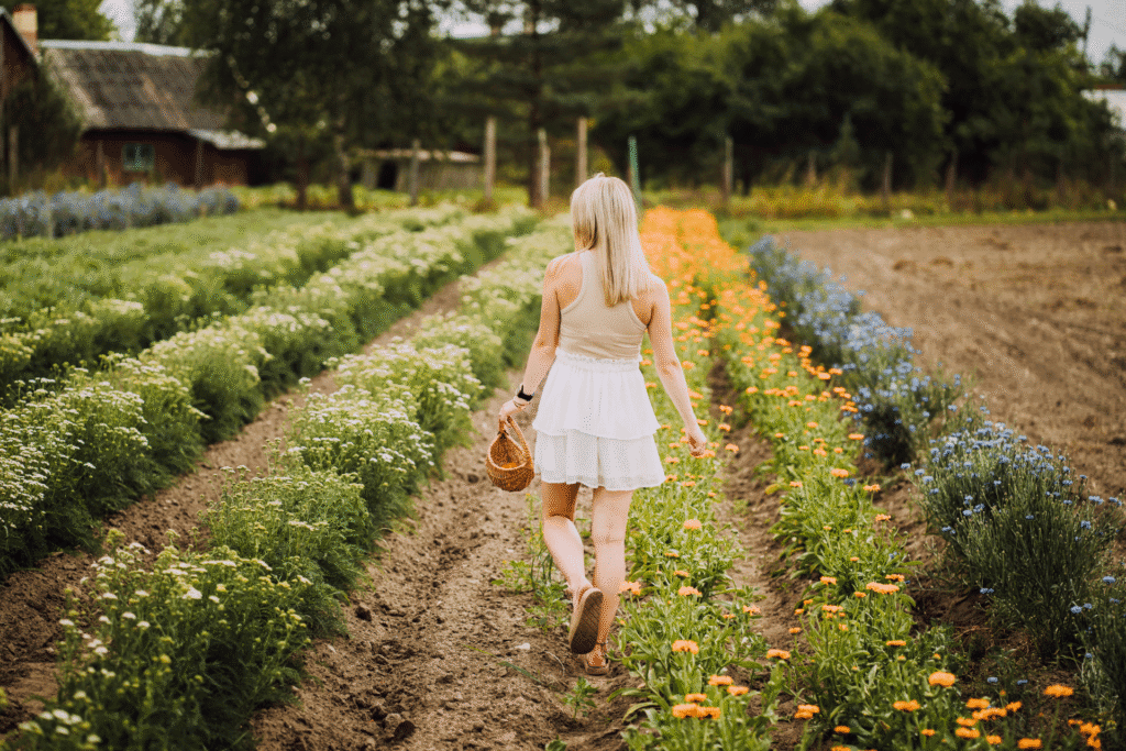 Energiatalu_ravimtaimede_põllud